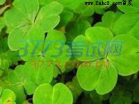 1483090921343272.jpg 2017开封一模地理答案  开封市2017届高三第一次模拟考试地理试题