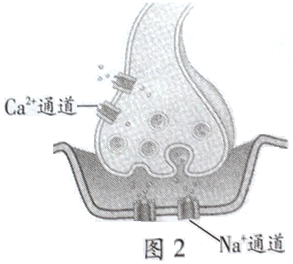 图片23.png 2014年6月广东学业水平测试试题 广东高中学业水平考试生物答案