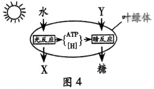 图片26.png 2014年6月广东学业水平测试试题 广东高中学业水平考试生物答案